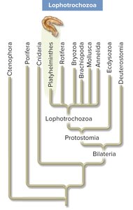 Phylogenetic tree highlighting Lophotrochozoa