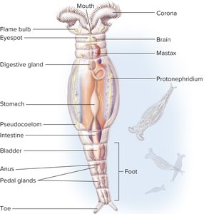 Anatomy of a typical rotifer