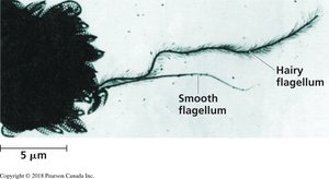Electron micrograph of hairy and smooth flagella