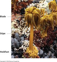 Brown algae with labeled structures