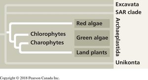 Phylogeny of Archaeplastida