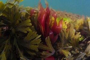 Red algae in a marine environment
