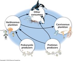 Aquatic food web with protist producers