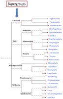 Phylogenetic tree of eukaryotic supergroups