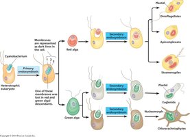 Diagram of secondary endosymbiosis events