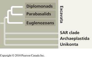 Diagram of Euglenozoan flagella structure
