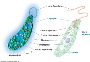 Structure of Euglena with labeled organelles