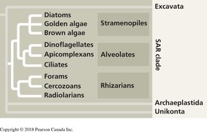 SAR clade phylogenetic relationships