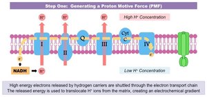 Electron transport chain and proton pumping