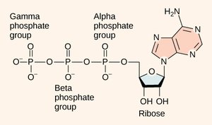 Structure of ATP molecule