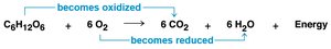Redox reaction in cellular respiration: glucose and oxygen