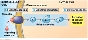 Diagram of the three stages of cell signaling: reception, transduction, and response