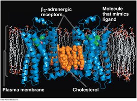 Structure of a GPCR in the plasma membrane