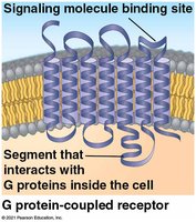 Diagram of a G protein-coupled receptor showing the signaling molecule binding site and G protein interaction