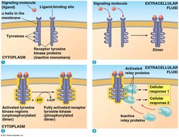 Steps in receptor tyrosine kinase activation and signaling