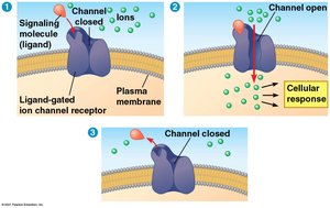 Ligand-gated ion channel receptor mechanism