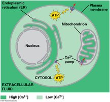 Cellular compartments and calcium ion regulation
