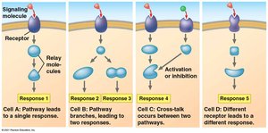 Different cellular responses to the same signaling molecule