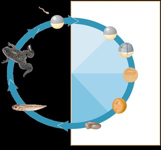 Diagram of a typical animal life cycle showing stages from gametes to adult