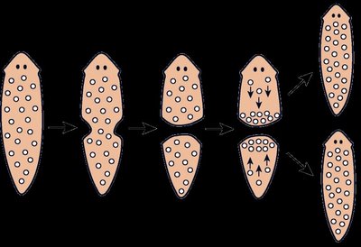 Diagram of planarian fission