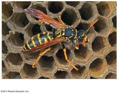 Wasp, example of parthenogenesis in Hymenoptera