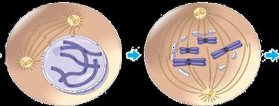 Daphnia, example of parthenogenesis in crustaceans