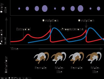 Hormone cycles and behavior in whiptail lizards