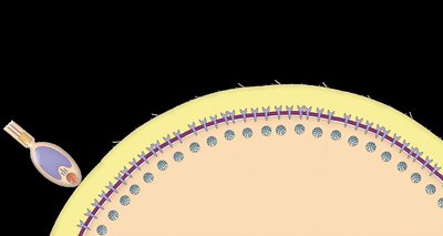 Sperm approaching egg, acrosome reaction