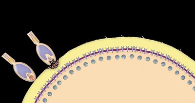 Sperm binding to egg, cortical reaction
