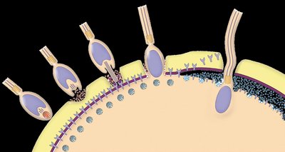 Multiple sperm attempting to fertilize egg, block to polyspermy