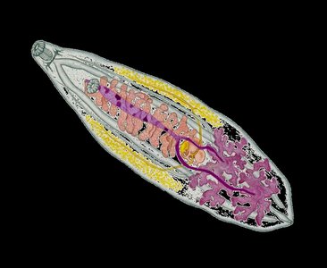 Diagram of internal anatomy of a hermaphroditic animal showing male and female organs