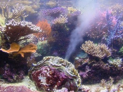Coral spawning, example of external fertilization