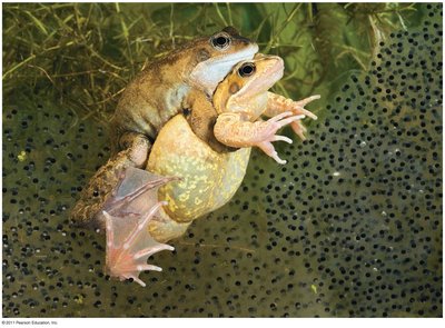 Frogs in amplexus, external fertilization