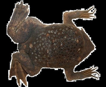 Frog with eggs on back, example of brooding