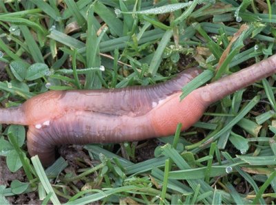 Photograph of two earthworms mating, illustrating hermaphroditism