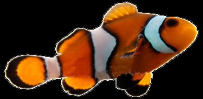 Clownfish, an example of protandrous sequential hermaphroditism