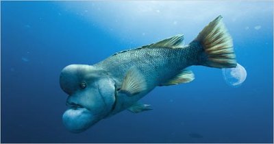 Wrasse, an example of protogynous sequential hermaphroditism