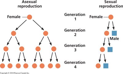 Diagram comparing asexual and sexual reproduction across generations