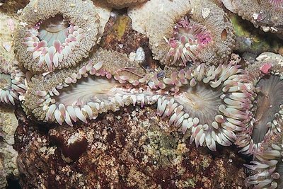 Sea anemones undergoing fission