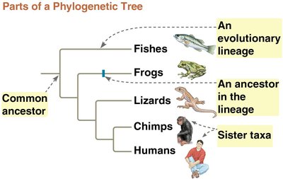 Alternative forms of tree diagrams