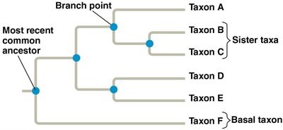 Phylogenetic tree with basal taxon