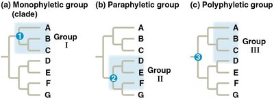 Example of paraphyletic and polyphyletic groups