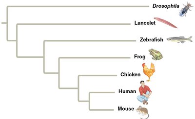 Phylogenetic tree with branch lengths proportional to time