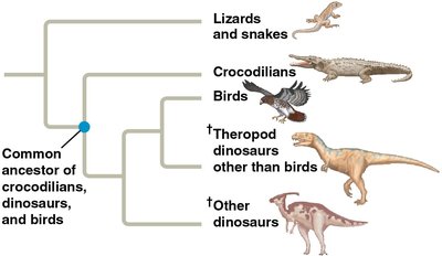 Phylogenetic tree showing relationships among reptiles and birds