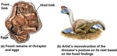 Fossil evidence of dinosaur brooding