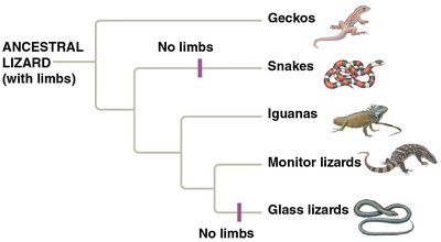 Phylogenetic tree diagram