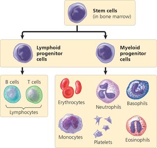 Diagram of blood cell differentiation from stem cells