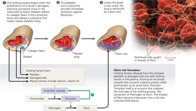 Diagram of the blood clotting process
