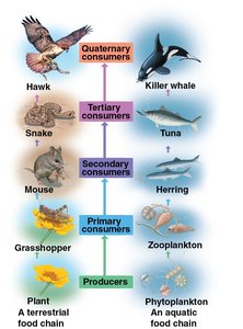 Terrestrial and aquatic food chains