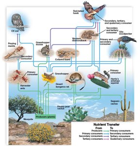 Desert food web